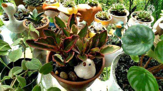 Como Cuidar Das Peperomias Conheça Algumas Espécies