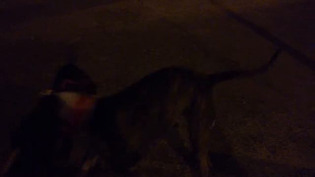 Layka Amstaff e India pitbull jugando (: смотреть онлайн