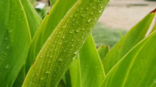 how to grow aspidistra plant | how to look after an aspidistra plant | aspidistra plant смотреть онлайн