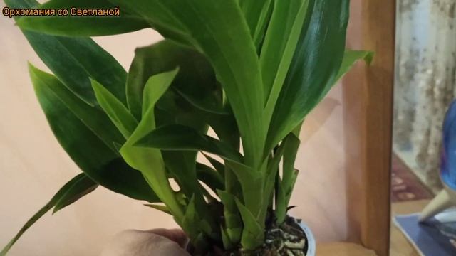 Цветение. Удивительно красивые цветы. Орхидеи бывают не только фаленопсисы :)) смотреть онлайн