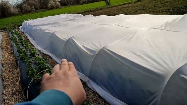 Клубника под агроволокном 25 апреля 2021 и междурядья. смотреть онлайн