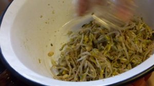 Корейская кухня. Пророщенный маш. Корейский салат из маша. Как прорастить маш правильно.