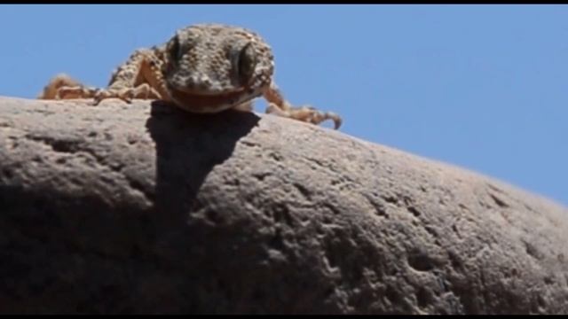 Ящерицы России. Ящерицы обитающие в России смотреть онлайн