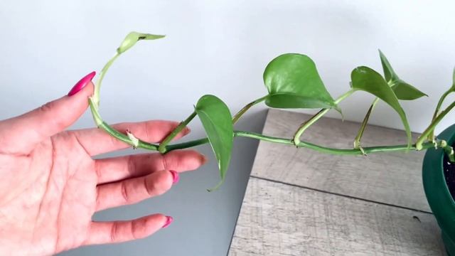 Сциндапсус. Формирование и укоренение