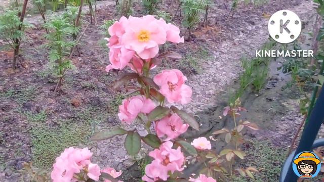 กุหลาบแคลร์มาแต็ง สีสวย ทนโรค รักแดด โตเร็ว Clair Matin Rose смотреть онлайн