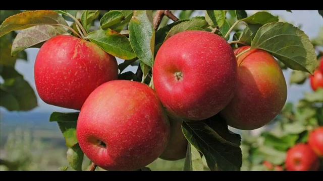М. Цветаева "Август - астры"2 смотреть онлайн