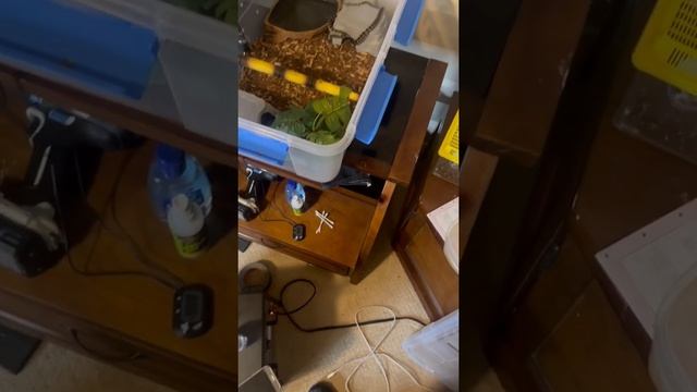 Trigger warning feeding my baby carpet python смотреть онлайн