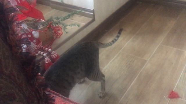 Oriental cat. Phil. Christmas chaos. смотреть онлайн
