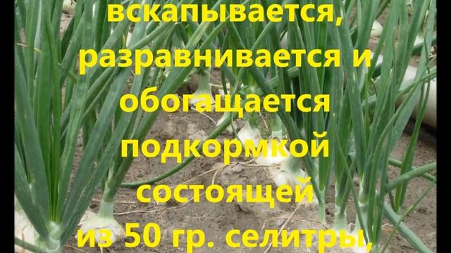 Как вырастить большой урожай лука. смотреть онлайн