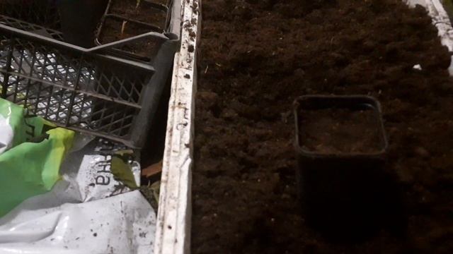 Высаживаю первые всходы Блэк Джема смотреть онлайн