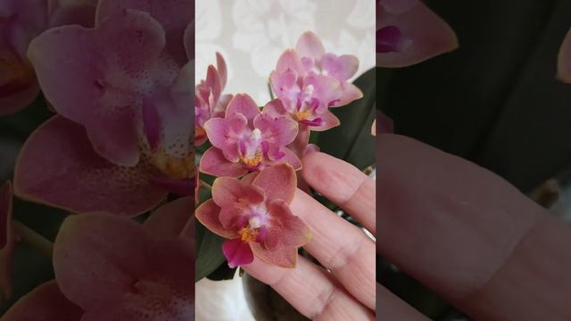 10.02.24г.Красотка бабочка 🔥🦋🔥 смотреть онлайн