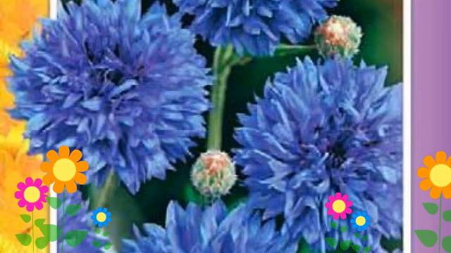 Василек Блю болл (Blue ball). Краткий обзор, описание характеристик, где купить семена смотреть онлайн