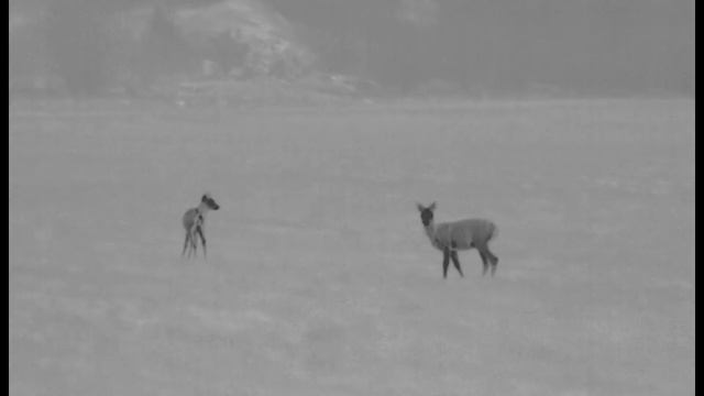Pulsar Krypton FXG50 - Roe Deer in Winter смотреть онлайн