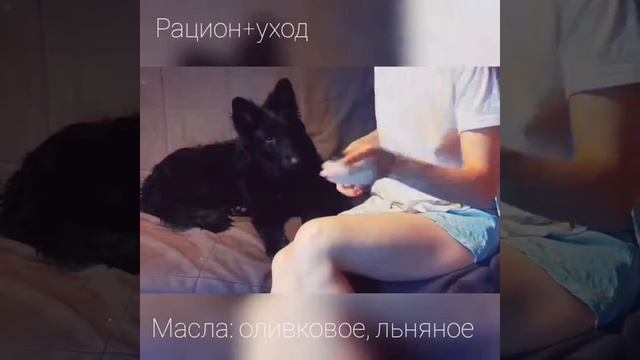 Грюнендаль #Blk_nuga : УХОД+РАЦИОН:масла смотреть онлайн