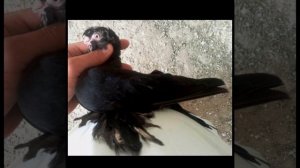 Голуби двухчубые  Гульсары и Сочи