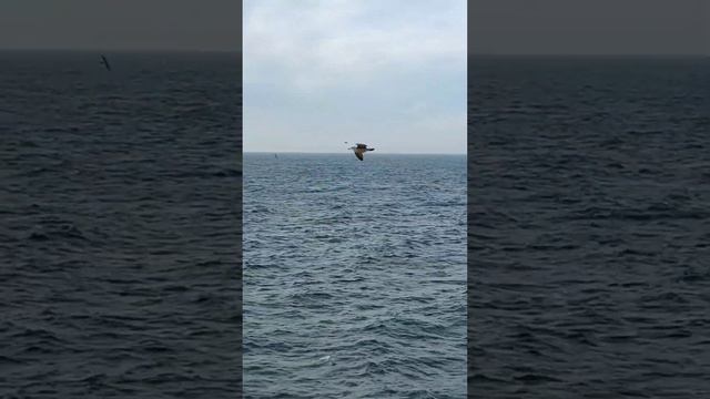 Шторм👀 века выбросил на берег рыбу,,запах стоит ,как в рыбной лавке🐠🌊🐟🐟🐟🐡 смотреть онлайн