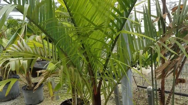 The Teddybear/Triangle Hybrid - Dypsis Decaryi X Leptochelios.