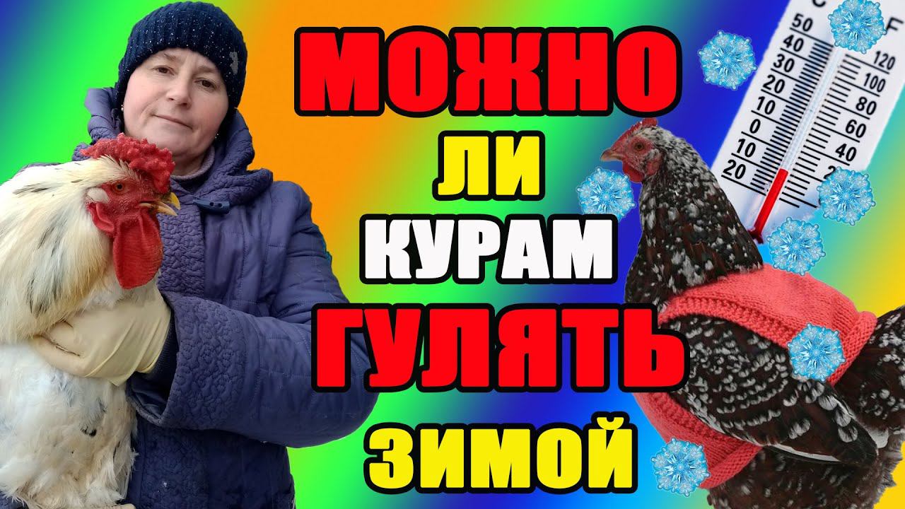 Можно ли курам гулять в мороз. смотреть онлайн