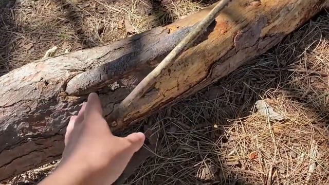 Что ждёт нас в Аргентинском лесу? Энергетический лес в городе Мирамар. смотреть онлайн