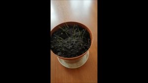 Овсяница сизая выращивание из семян