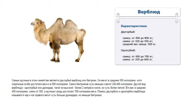 Сколько весит верблюд смотреть онлайн