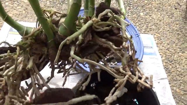 Посадка катлеи в корзинку. Как заставить орхидею расти..Potting up cattleya in a buscket смотреть онлайн