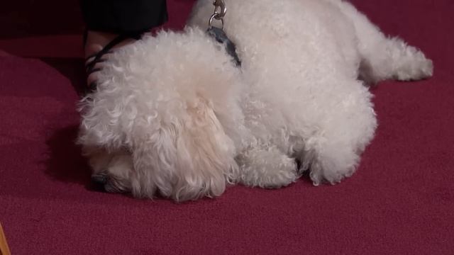 Is Dog Sitter Responsible for Bichon Attack? | Part 2 смотреть онлайн