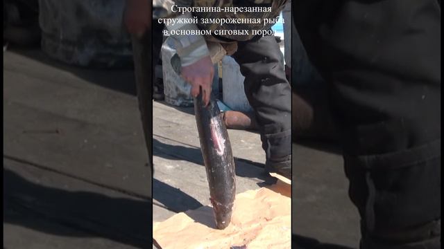 Строганина