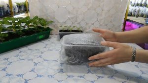 ???РАССАДА АСТРЫ БЕЗ ПИКИРОВКИ ! ПРОЩЕ НЕ БЫВАЕТ !