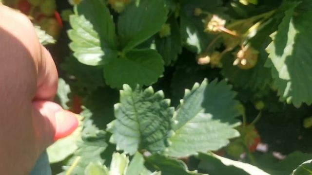 Земляника Хансалола! Вкуснее мармелада! смотреть онлайн