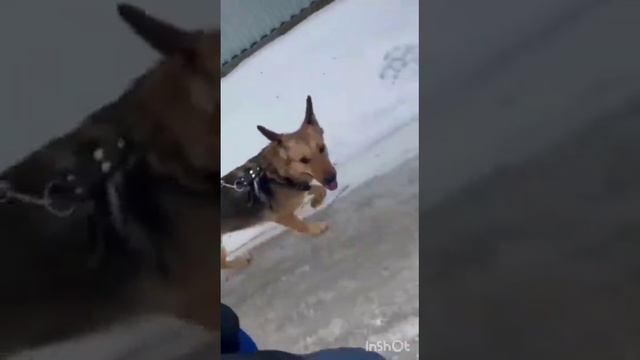 Symiko.ru | Собака Мира ищет дом. Отдаем бесплатно. Собаки в дар в добрые руки. смотреть онлайн