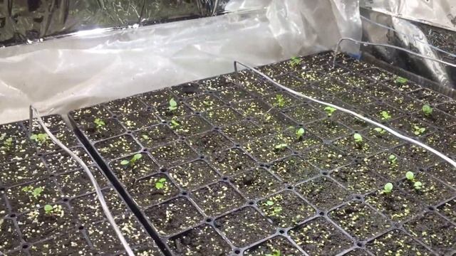 Всходы цветов смотреть онлайн