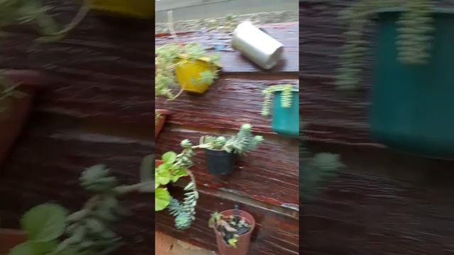 planta pau d'água deu flor смотреть онлайн