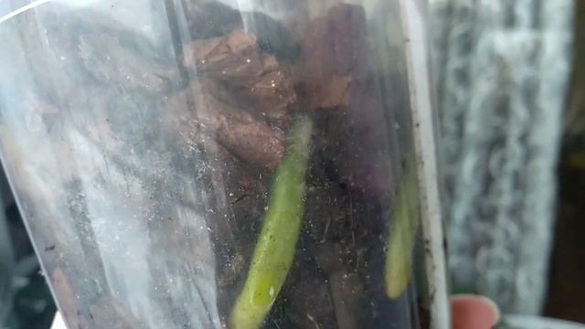 ПРОТРИ орхидеи ПО ЛИСТУ! цветоносы ПОПРУТ! корни ПРОРАСТУТ! орхидеи ПРОСНУТСЯ! листья ВОССТАНОВЯТСЯ смотреть онлайн