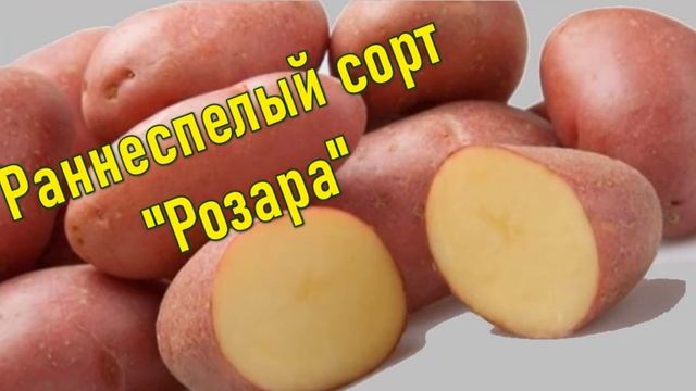 Лучший Сорт Желтого Картофеля смотреть онлайн