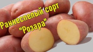 Лучший Сорт Желтого Картофеля