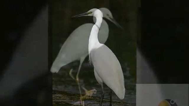 Малая белая цапля. Читать описание. смотреть онлайн