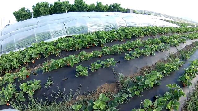 клубника гигантелла збор урожая смотреть онлайн