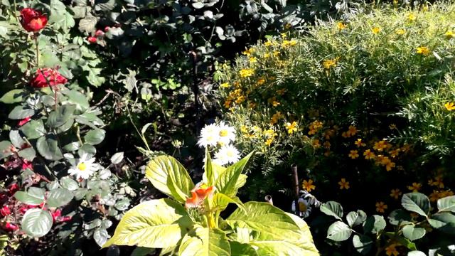 гладиолусы смотреть онлайн