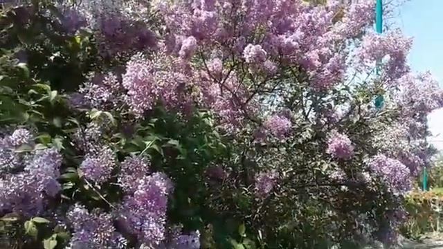 Весна на Лебяжем острове! смотреть онлайн