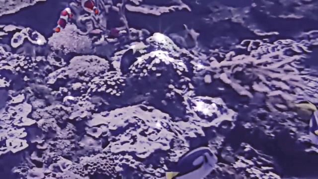 простите что не было вчера мы были в Москвариуме 🧸🧸#рыбки смотреть онлайн