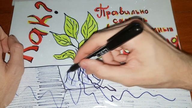 Как правильно сажать аквариумные растения, аквариумные растения смотреть онлайн