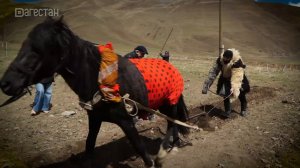 «Аьрщи ва агьлу». «Праздник первой борозды в селе Хулисма»