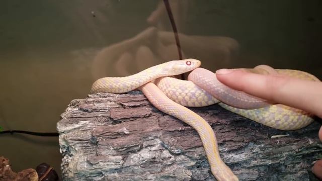 दुनिया के 7 खूबसूरत सांप ( Part - II ) || 7 most beautiful snake in the World (Part - II) смотреть онлайн