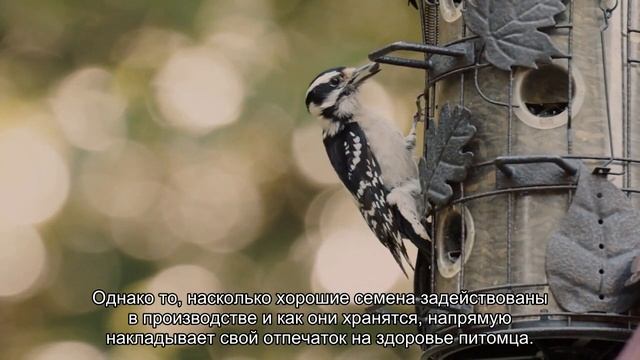 Как увеличить продолжительность жизни вашего питомца? смотреть онлайн