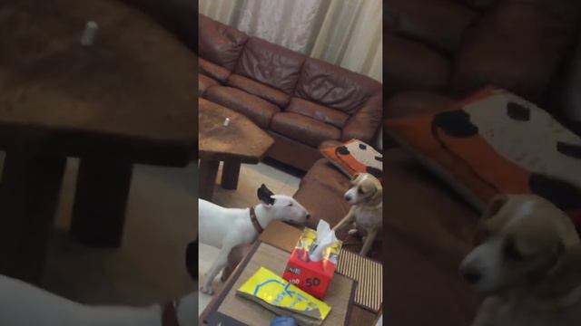 Бультерьер хочет играться! смотреть онлайн