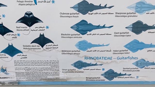 Рыбный рынок в Эмирате Аджман. UAE. Ajman. Fish Market