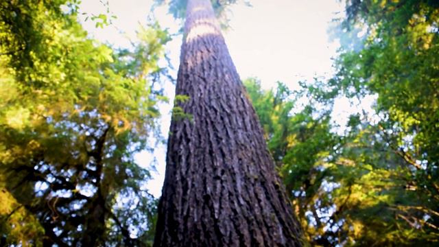 Olympic National Park - Olympic Renegades смотреть онлайн