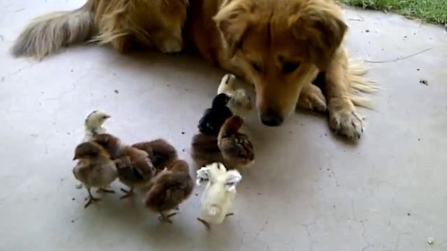 Dog (half Coyote/Retriever) adopts 10 baby chicks смотреть онлайн