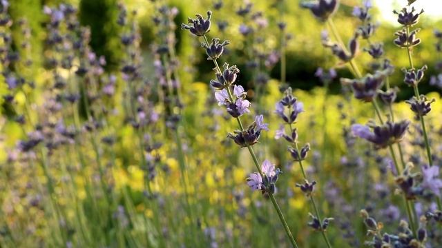 Исторические Открытия